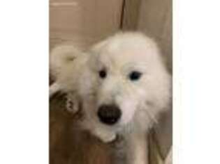 Samoyed Puppy for sale in Frisco, TX, USA