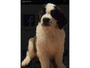 Saint Bernard Puppy for sale in Willoughby, OH, USA
