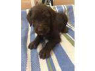 Labradoodle Puppy for sale in Roseboro, NC, USA