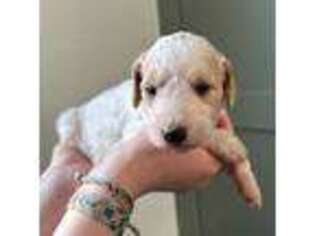 Goldendoodle Puppy for sale in Pfafftown, NC, USA