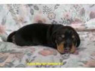 Miniature Bulldog Puppy for sale in Guyton, GA, USA