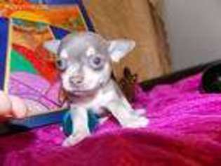 Chihuahua Puppy for sale in Holiday, FL, USA