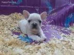 French Bulldog Puppy for sale in Centralia, MO, USA