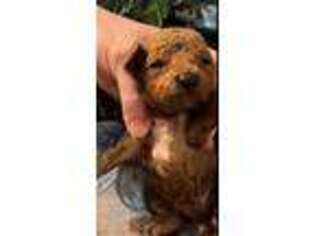 Cock-A-Poo Puppy for sale in Harrisonville, MO, USA