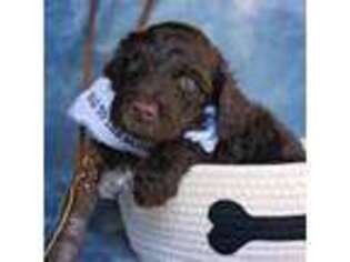 Portuguese Water Dog Puppy for sale in Nampa, ID, USA