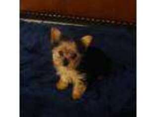 Silky Terrier Puppy for sale in Decatur, GA, USA
