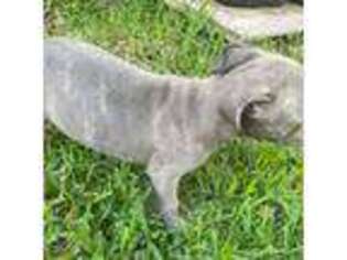 Mutt Puppy for sale in Schertz, TX, USA