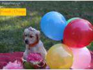 Golden Retriever Puppy for sale in Vernon Hills, IL, USA