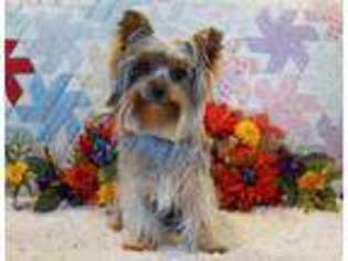 Yorkshire Terrier Puppy for sale in Centerville, IA, USA