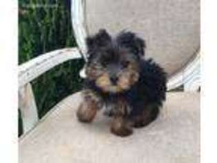 Yorkshire Terrier Puppy for sale in Lexington, OK, USA