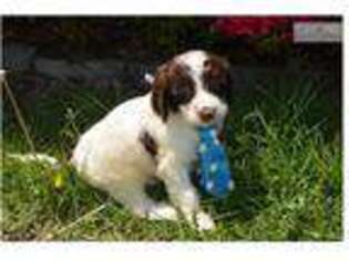 Springerdoodle Puppy for sale in Chattanooga, TN, USA