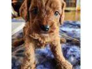 Cavapoo Puppy for sale in Amarillo, TX, USA