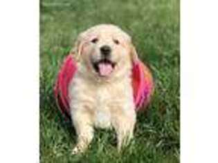 Golden Retriever Puppy for sale in Jonesville, MI, USA