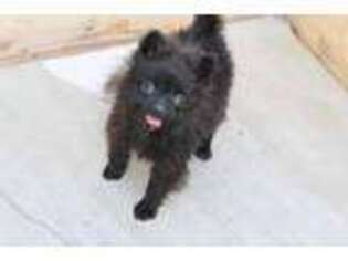 Pomeranian Puppy for sale in Russellville, KY, USA