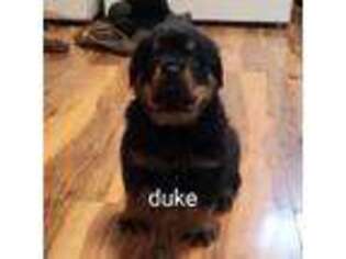 Rottweiler Puppy for sale in Sarcoxie, MO, USA