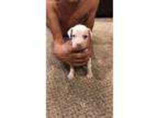 Great Dane Puppy for sale in Moore, TX, USA