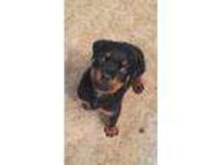 Rottweiler Puppy for sale in San Angelo, TX, USA
