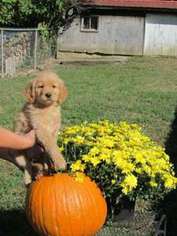Golden Retriever Puppy for sale in Erie, PA, USA