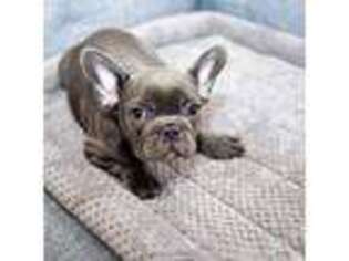 French Bulldog Puppy for sale in New Berlin, WI, USA