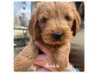 Goldendoodle Puppy for sale in Forreston, IL, USA