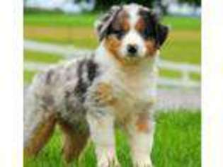 Australian Shepherd Puppy for sale in Gordonville, PA, USA