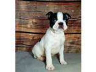 Boston Terrier Puppy for sale in Arthur, IL, USA