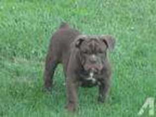 Bulldog Puppy for sale in LEXINGTON PARK, MD, USA