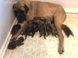 Mastiff Puppy for sale in Fayetteville, NC, USA