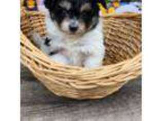 Pomeranian Puppy for sale in Apopka, FL, USA