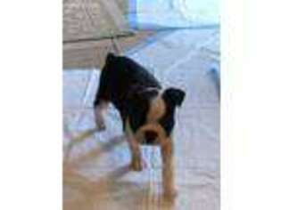 Boston Terrier Puppy for sale in Brainerd, MN, USA