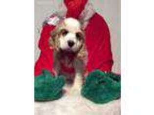 Cocker Spaniel Puppy for sale in Mc Millan, MI, USA