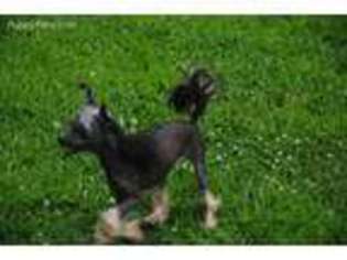 Chinese Crested Puppy for sale in Belmont, NC, USA