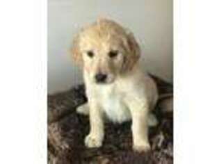 Goldendoodle Puppy for sale in Waddy, KY, USA