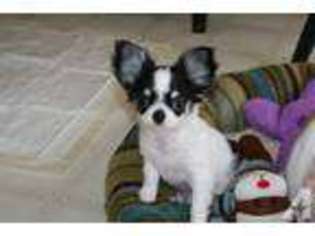 Chihuahua Puppy for sale in WARE, MA, USA