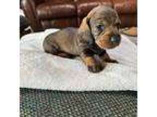 Dachshund Puppy for sale in Green Bay, WI, USA