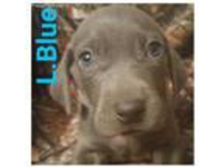 Weimaraner Puppy for sale in Bloomington, NE, USA