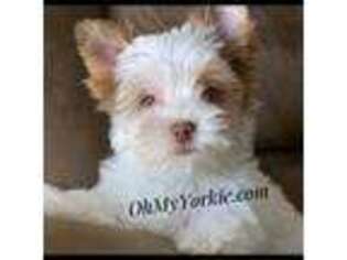 Yorkshire Terrier Puppy for sale in Houma, LA, USA