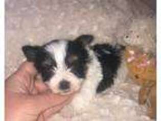 Yorkshire Terrier Puppy for sale in Monett, MO, USA