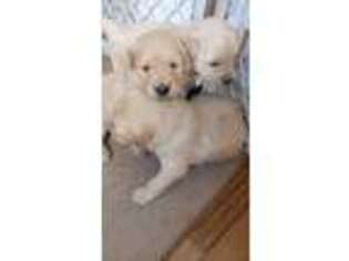 Golden Retriever Puppy for sale in Willard, MO, USA