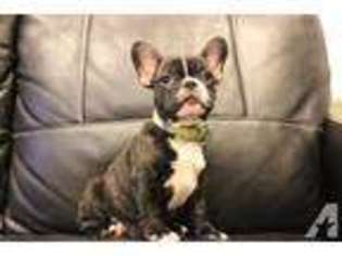 French Bulldog Puppy for sale in REDONDO BEACH, CA, USA