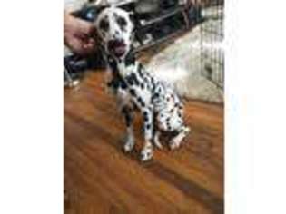 Dalmatian Puppy for sale in Columbia Station, OH, USA