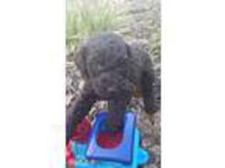 Labradoodle Puppy for sale in Leitchfield, KY, USA