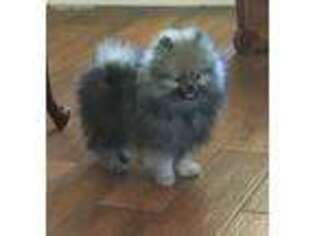 Pomeranian Puppy for sale in Maben, MS, USA