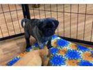 Pug Puppy for sale in Jonesboro, AR, USA