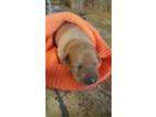 Labrador Retriever Puppy for sale in Greenwood, WI, USA