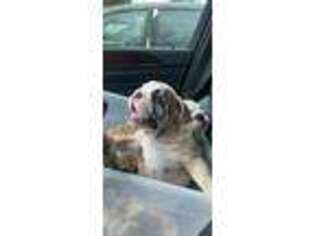 Bulldog Puppy for sale in Fort Smith, AR, USA