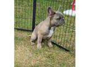 French Bulldog Puppy for sale in Afton, IA, USA