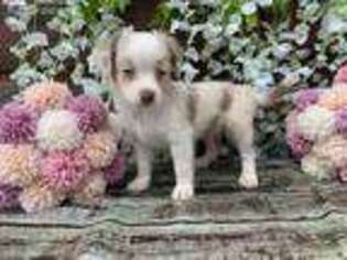 Miniature Australian Shepherd Puppy for sale in Ithaca, MI, USA