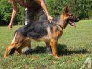German Shepherd Dog Puppy for sale in KING GEORGE, VA, USA