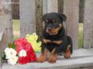 Rottweiler Puppy for sale in Shreve, OH, USA